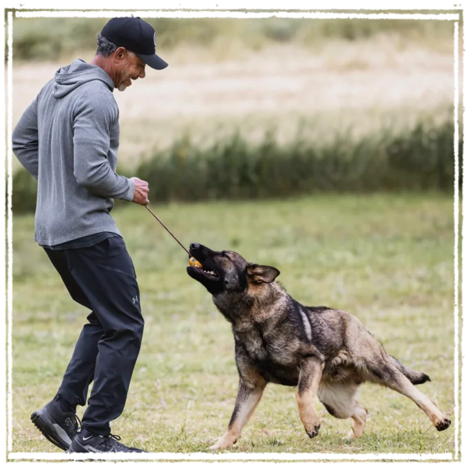 Brent Cooper training German Shepherd
