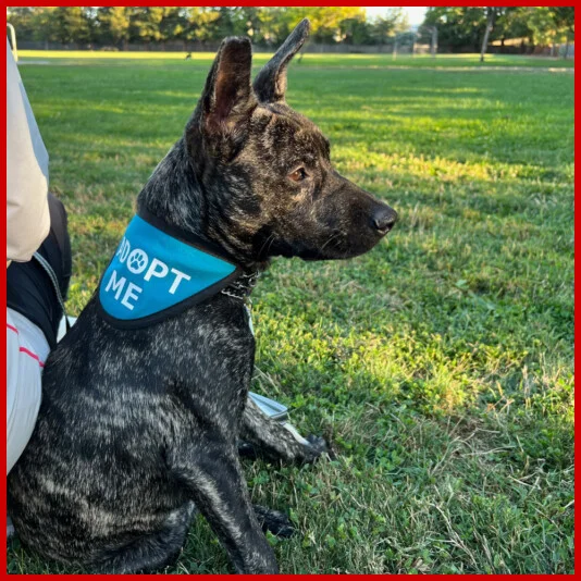 Adopt A Doggie Bella FKA Pepper Adopt A Doggie Bella FKA Pepper