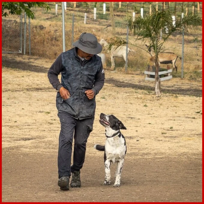 Brent Cooper training dog Brent Cooper training dog