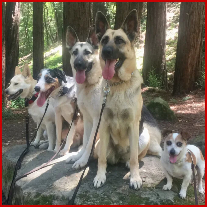 Cooperhaus trained happy dogs Cooperhaus trained happy dogs