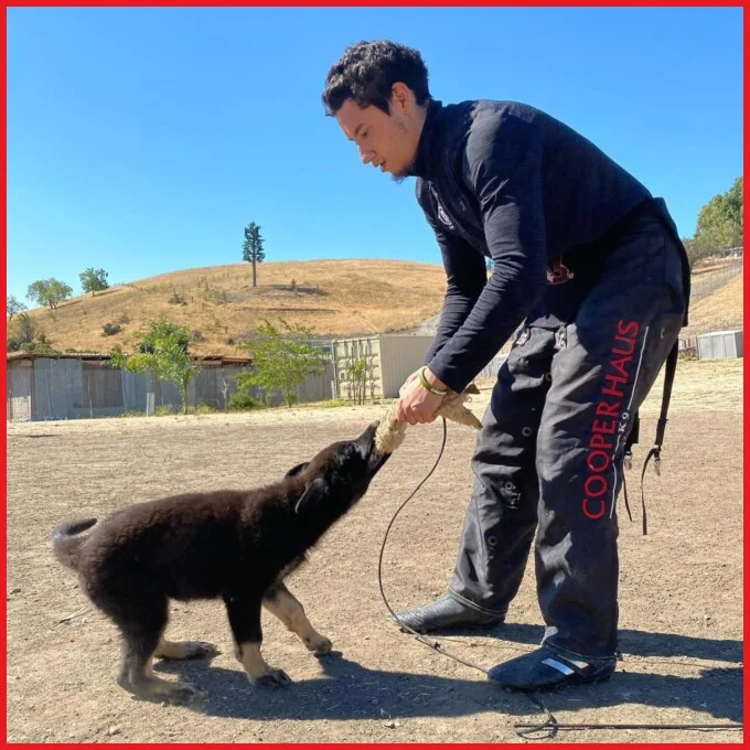 Titus Cooper training Puppy